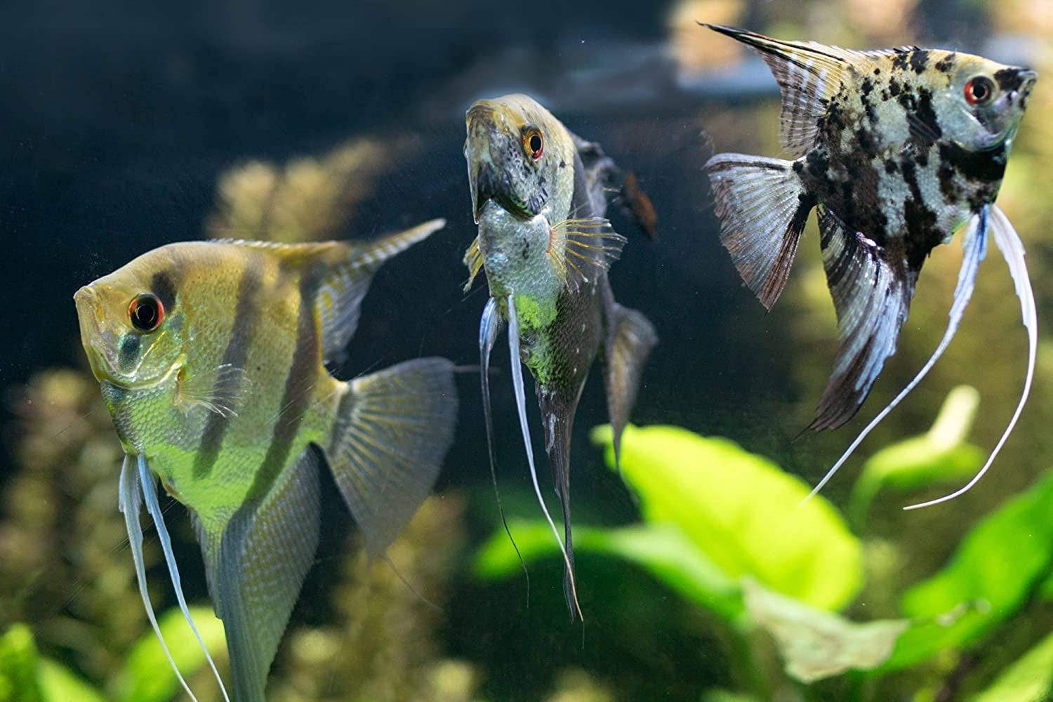 STRESS ZYME Freshwater and Saltwater Aquarium Cleaning Solution 16-Ounce Bottle