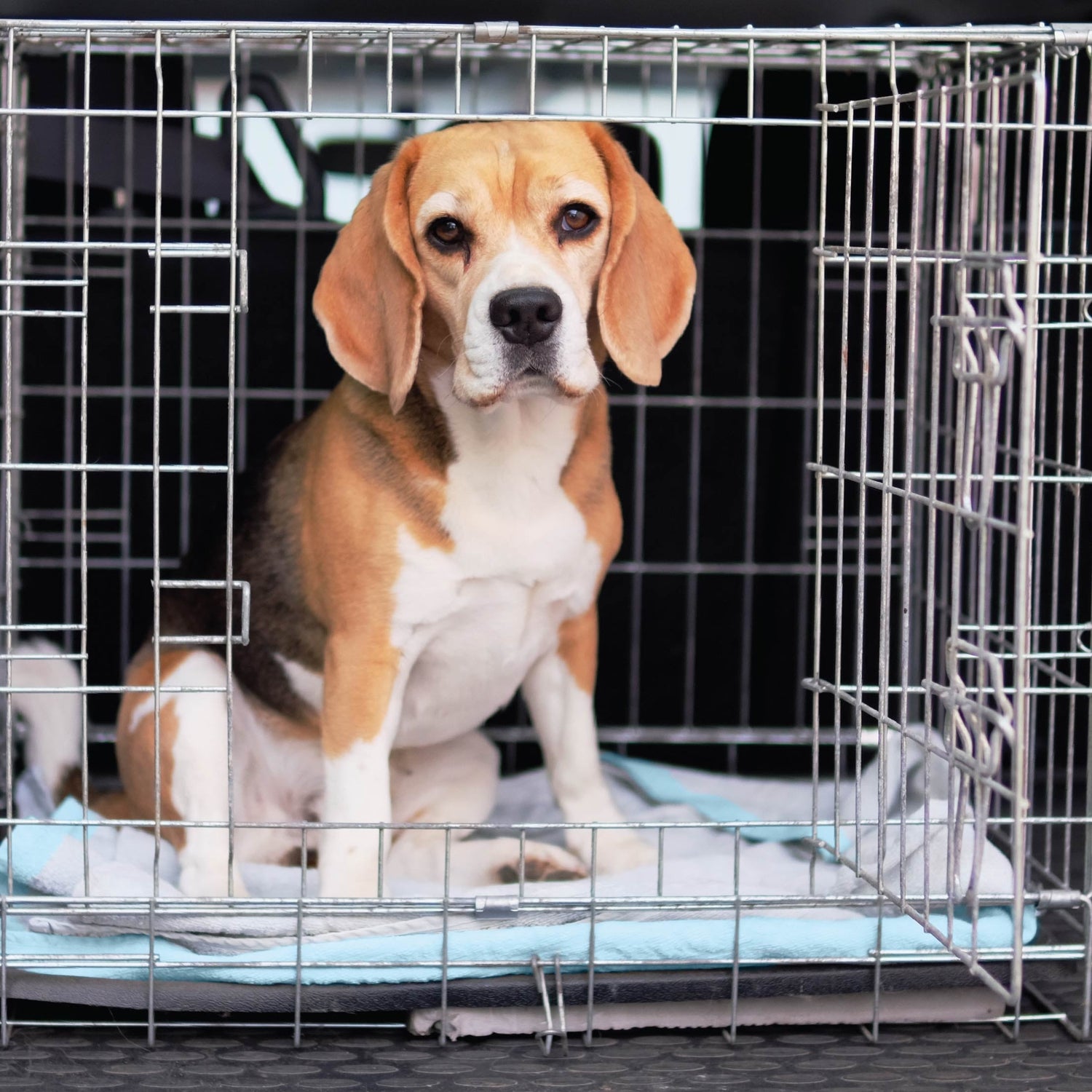 Puppy Training Pads 100 Count Leak-Proof Disposable Puppy Pee Pads 22” X 22”